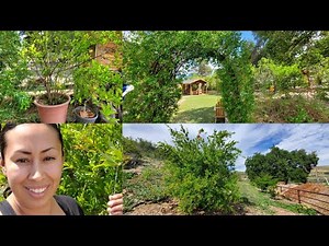 Growing Pomegranate in 4 Different Ways | Care Info, Tips, tricks