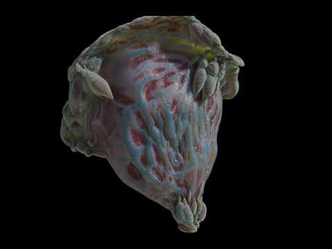 Morph - Geometry Nodes