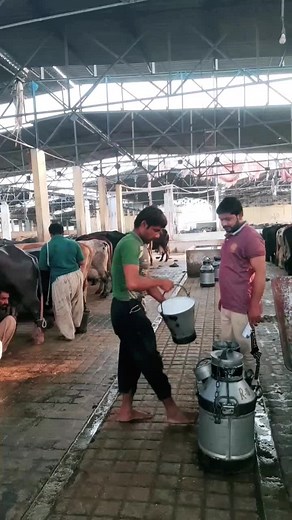 Exploring Daily Activities on a Dairy Farm