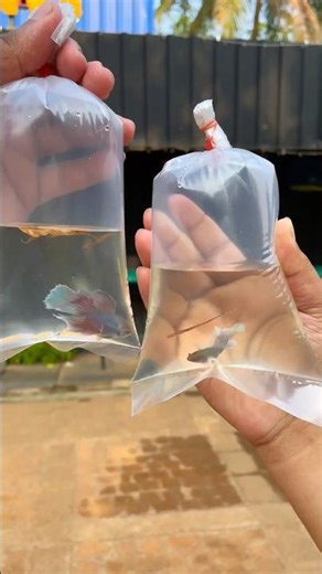 ആദ്യമായി betta ഫിഷിനെ breed ചെയ്യാൻ ഇട്ടപ്പോൾ 😍 Part : 1 | #keralafishing #shorts #bettafish