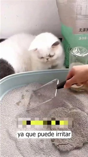 ¿Cómo elegir la MEJOR ARENA para tu gato? 🐈‍⬛✨