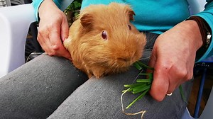 5.1K views · 3.1K reactions | Snack for Basil | Cavy Corner | Facebook