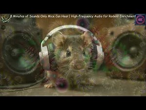 🎧 8 Minutes of Sounds Only Mice Can Hear 🐭 | High-Frequency Audio for Rodent Enrichment