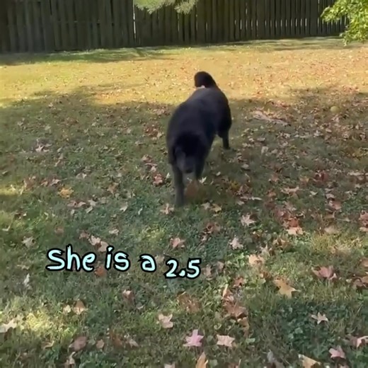 Miss Amber Interviews Are Starting Soon! 🌟 Adopt Miss Amber! 🌟 📍 Fostered near Philadelphia, PA | 2.5 yrs | Grey Newfoundland | 83 lbs of love 💜 About Me: • Gorgeous light eyes big goofy heart • Professional bed snuggler (non-negotiable 🛏️💤) • Thinks she’s a lap dog… and will remind you with a paw if you stop petting too soon 🐾 • Play mode = full zoomies, wrestlemania, and squeaky toys galore • Chill mode = cuddly sweetheart • Loves car rides, cheese, animal crackers, and being brushed 🐱