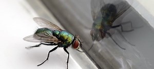 Creating a Homemade Fly Trap | DoItYourself.com