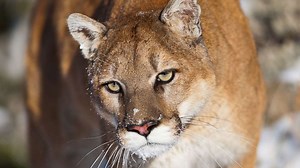 Jogger recovering after mountain lion attack in Colorado