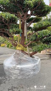 出貨包裝 #Podocarpus #羅漢松 | 台灣滿峰園．盆栽網誌團(Bonsai.Taiwan)