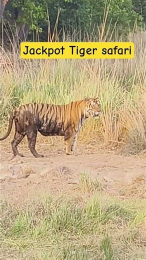 Jackpot Safari! Back-to-Back Tiger Spotting. Subscribe.@AdventureswithNamee
