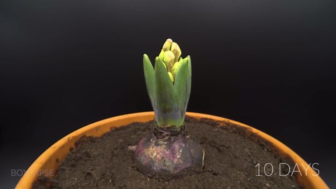 Growing Hyacinth Time Lapse