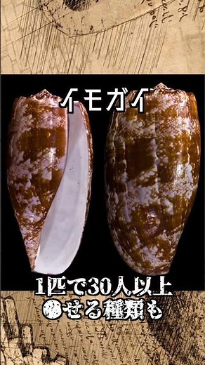 Danger! Never touch the cone snail! ~The most powerful poison~