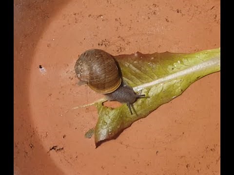 Speedy Snail Eats Lettuce Leaf in No Time!