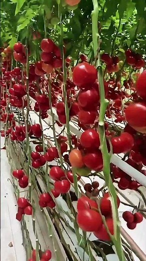 🍅 Smart Farming: Perfect Tomato Harvest with Greenhouse Technology 🍅 #AgriculturalInnovation