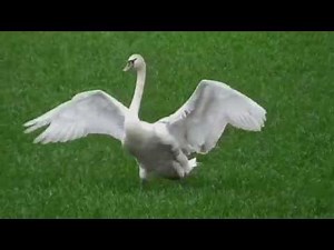 Swan Landing On Grass