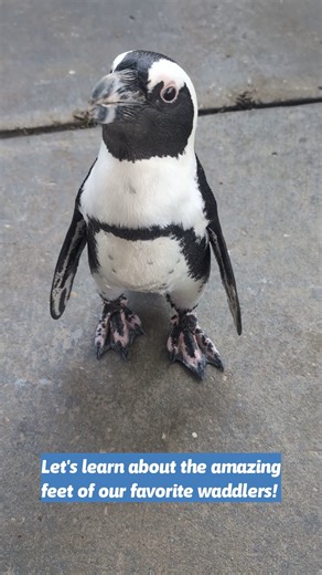 Tiny feet, big personality! 🐧☀️ Our African black-footed penguins use their webbed toes for waddling, swimming, and stealing hearts—one step at a time. #PenguinFeet #WaddleGoals #Gulfarium | Gulfarium Marine Adventure Park