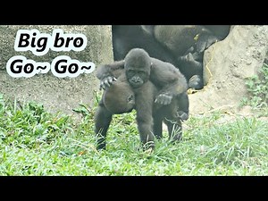 Little gorilla Ringo loved his big brother Jabali to carry him.😍 / 小金剛猩猩Ringo喜歡哥哥愛的背背
