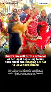 Brides farewell turns emotional as loyal dogs cling to her, silently begging her not to leave 💔🐾