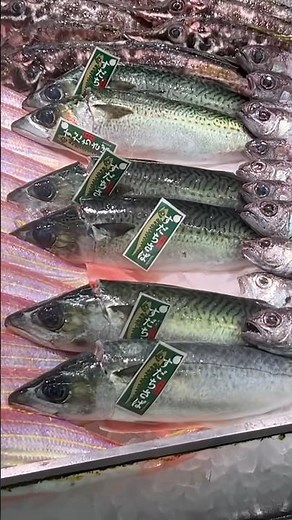 18歳が捌く、アニサキスゼロの「究極生サバ」。徳島県産すだちさばで作る刺身と鯖寿司の味は？ 作り方は本編をチェック！ #魚捌き #すだちさば #寿司 #料理 #shorts