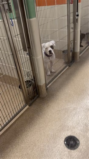 League City Animal Care | oh, it’s just our baby doggy’s available at LCAC! come by this weekend to meet your new best friend 🐾 📍 755 W. Walker St. League City, TX... | Instagram