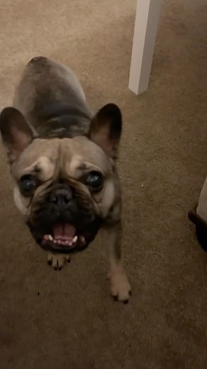 Cheers big ears 😂😂😂 #funnydog #frenchie #batdog #frenchieears #frenchbulldog | Rocco The Frenchie 11