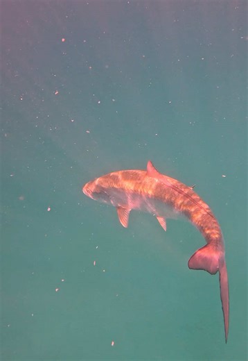 Was supposed to be seeing sea turtles I ended up just following around tarpon😂#tarpon #fish #snorkeling #barbados #fyp