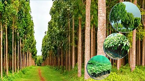 Mahogany Tree: हिमाचल के किसानों को मालामाल करेगा महोगनी का पौधा, पेड़ की कीमत जान कर चौंक जाएंगे आप