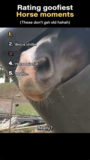 Rating Top 5 Goofiest horse moments