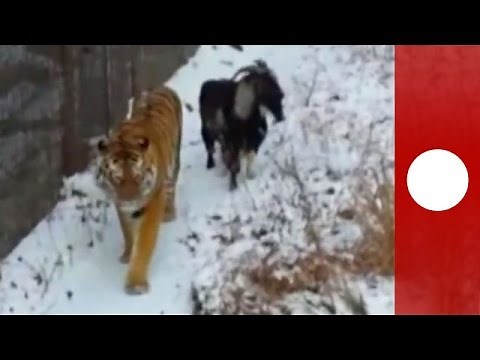 Tiger & goat spark up unlikely friendship in Russia zoo