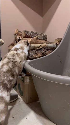 #cat wood checks operation for #mouse failed #catsintime #cutecat #tomandjerry time #catandmouse