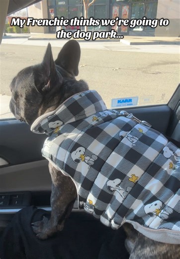 Little does he know, I was going to make him run errands with me 😭 #trending #dogsoftiktok #frenchiesoftiktok #brunofromparis_ #funnydogvideos @Jennifer Ramirez