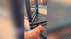 Mommy teaches pup how to slide | Funny Dog Videos