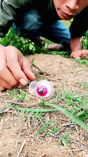 semut-semut kelaparan minta dikasih permen 🤣 ANIMALIO Millipede giant Millipede Invasion Millipede Worm Giant millipede Giant millipede just add water Giant millipede setup Giant millipede Indonesia Giant millipede crushing Giant millipede cage Giant millipede you Giant millipede feeding Giant millipede terrarium Giant millipedes American giant millipede Asian giant millipede Big millipedes Biggest millipede Burning millipedes Baby millipedes Millipede official Pil millipedes Hunting millipede