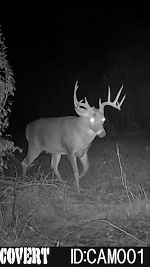 Big Buck Trail Camera Footage | Tim Wells Archery