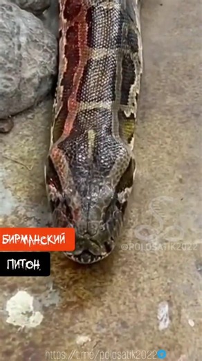 Burmese python (Python bivittatus) #snake #python #striped