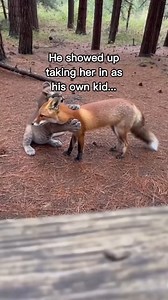 8.9K views · 100 reactions | WATCH FULL VIDEO BELOW COMMENT  P2312001 Man fox takes mountain lion cub to raiseP2312012 beautiful bear story! (Part 1) | Perfect Movie | Facebook