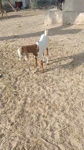"Goat Singing a Perfect Song!