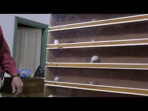 The wonderful world of Mouse Racing