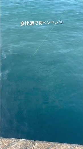 静浦多比港で初シイラ🎣 #釣り #沼津 #シイラ #堤防釣り #静浦 #ペンペン