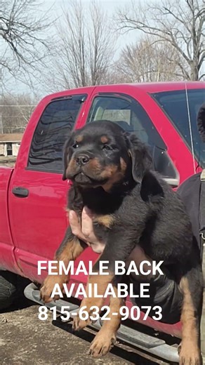 FEMALE AVAILABLE 815-632-9073 #rottweiler #rottweilerpuppy #puppy #dogshorts