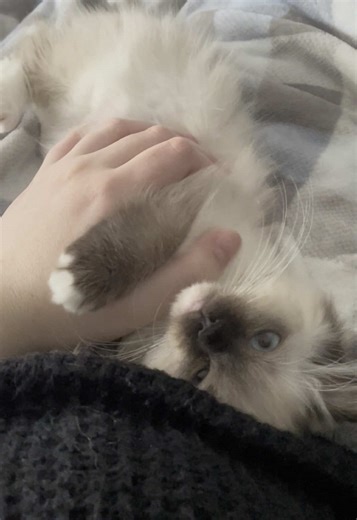 Throwback to baby Josie! #ragdoll #ragdollcat #ragdollcatsoftiktok #ragdollbreeder #catbreeder #ragdolltiktok #ragdolls