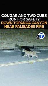 It's not just humans fleeing the flames. A mountain lion and two cubs are seen hightailing it down Topanga Canyon Blvd. overnight, running away from where the Palisades Fire ravaged hundreds of homes. The scene is a stark reminder of the effect the wildfires are having on our wildlife. Eyewitness News live team coverage of the Southland firestorms continues - This morning at 6 from ABC7. https://abc7.la/426fjOu | ABC7