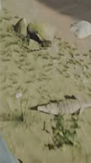 day three of exploding a crocodile in the forest