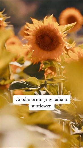 Sunflower Morning Greetings