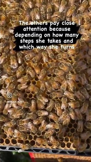 Why Bees Dance | Amazing Facts | #shorts