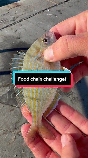 Saltwater food chain challenge. #fishingvideos #fishing #fishon #bigfish #fish @Quantum Fishing