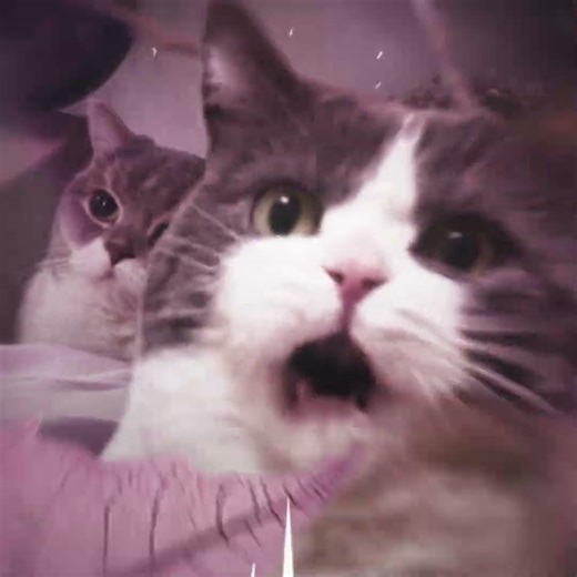 cats - fancy tearz | #cats #catedit #fancytearz #edit #songpromo