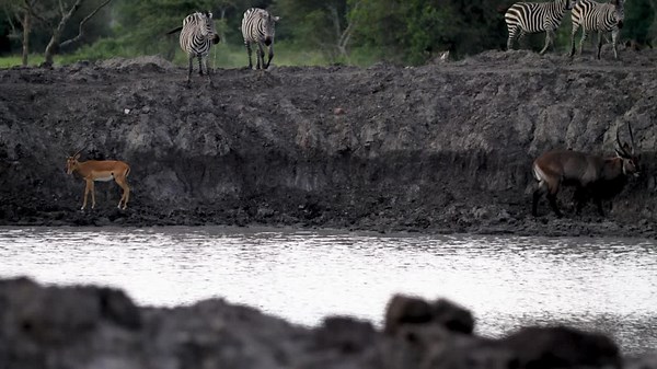 161K views · 8.5K reactions | Animals big and small congregate around the waterholes. In the spirit of nature, everything is connected. Good morning from the wild. We wish you a beautiful week ahead. bit.ly/3wBT4zj #ExploreUganda #MondayMotivation | Uganda Wildlife Authority | Facebook