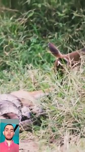 Mother impala tried to protect baby impala from python #shorts #wildlife. | Interesting World
