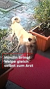 🐕👨‍⚕️ Eine Strassenhündin trägt ihr bewusstloses und unterkühltes Junges in Istanbul gleich selbst in die Tierklinik. Rasch eilt ein Helfer hinaus und bemerkt beim Jungen noch einen leichten Pulsschlag. Die Ärzte machen sich daran, das Leben des Welpen zu retten. • #hund #welpe #tierarzt | Blick