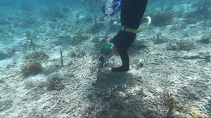 23 reactions · 3 comments | ✈️ Our courses can take you to the most amazing places. We are loving the updates from our postgraduate students over in Malaysia who are learning and participating in coral restoration efforts, and practising their manta tow survey skills. Learn more about this exciting course here: https://bit.ly/3OjfaA2 #HeriotWattUni | Heriot-Watt University | Facebook
