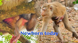 24K views · 903 reactions | Welcome Newborn Baby Pigtail Just Born In Hybrid Monkey Troop | Pigtail Monkey Daily | Facebook
